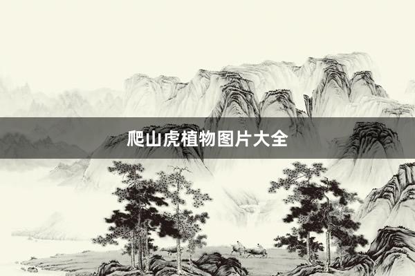 爬山虎植物图片大全